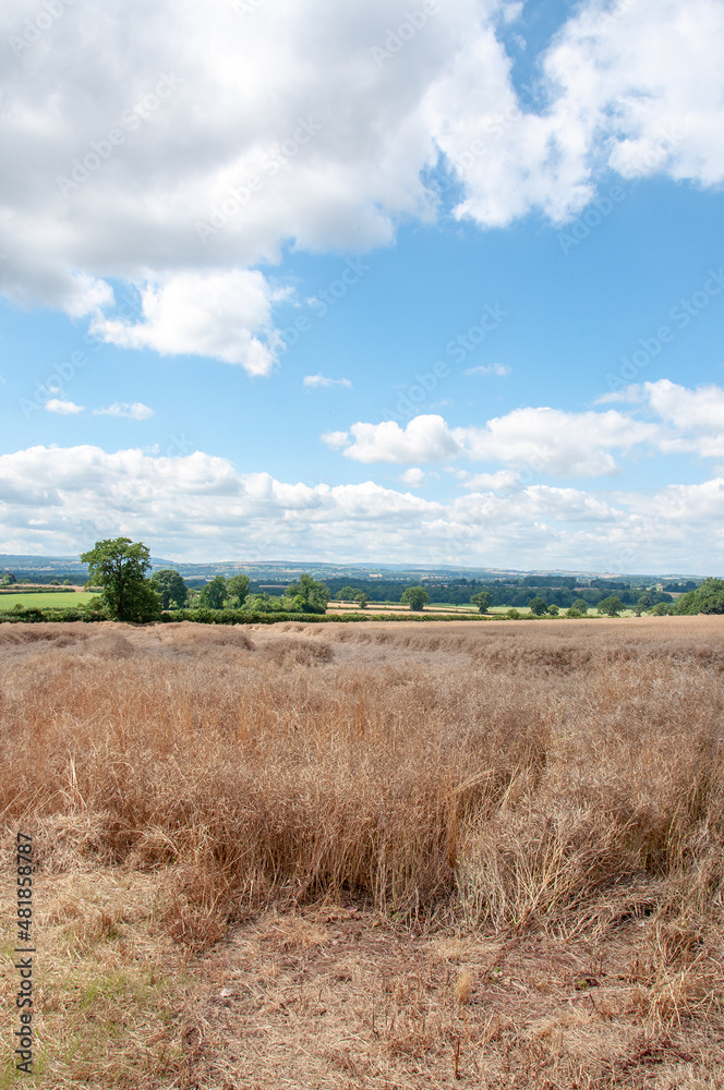 Obraz premium Wheat fields of England and Wales in the summertime.