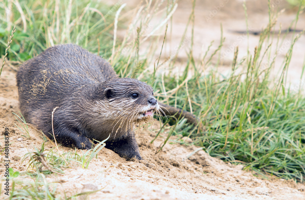 Asian Short Clawed Otter (Aonyx cinereus) laying on a sand bank looking alert Asian Short Clawed Otter (Aonyx cinereus) laying on a sand bank looking alert