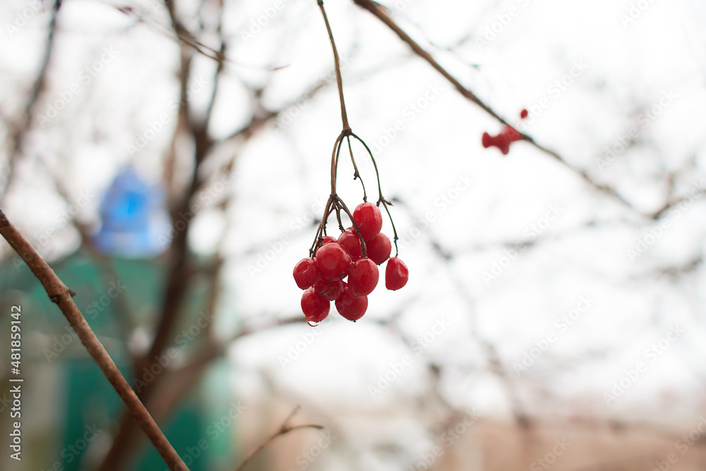 Viburnum red berries. Branch of red in outdoor. Viburnum red berries. Branch of red in outdoor.