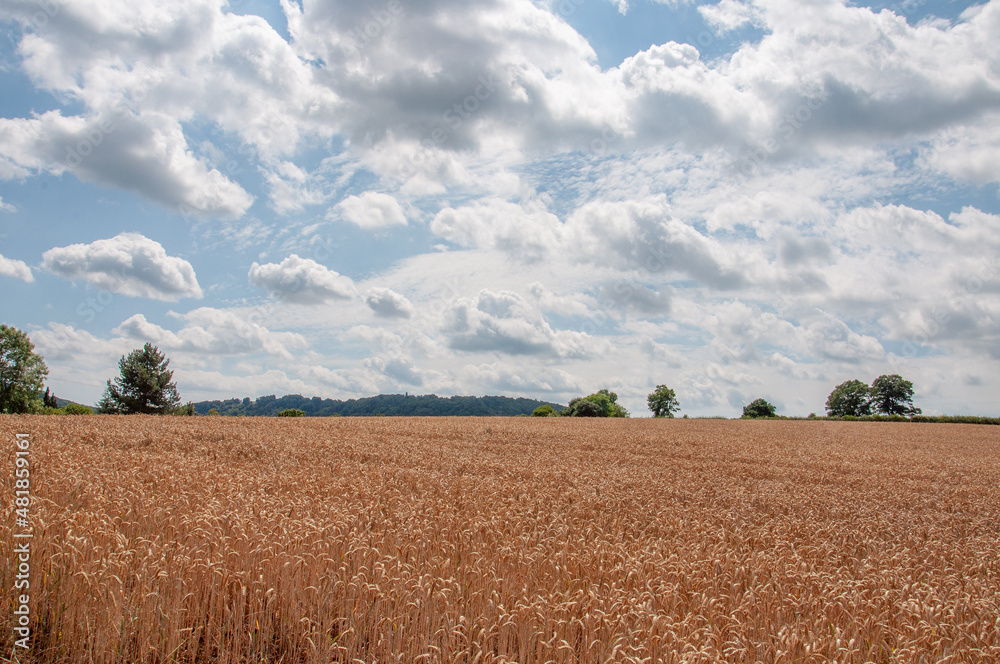 Wheat fields of England and Wales in the summertime.