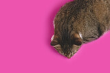 Gray shorthair domestic tabby cat sleeping on a magenta background with copy space.