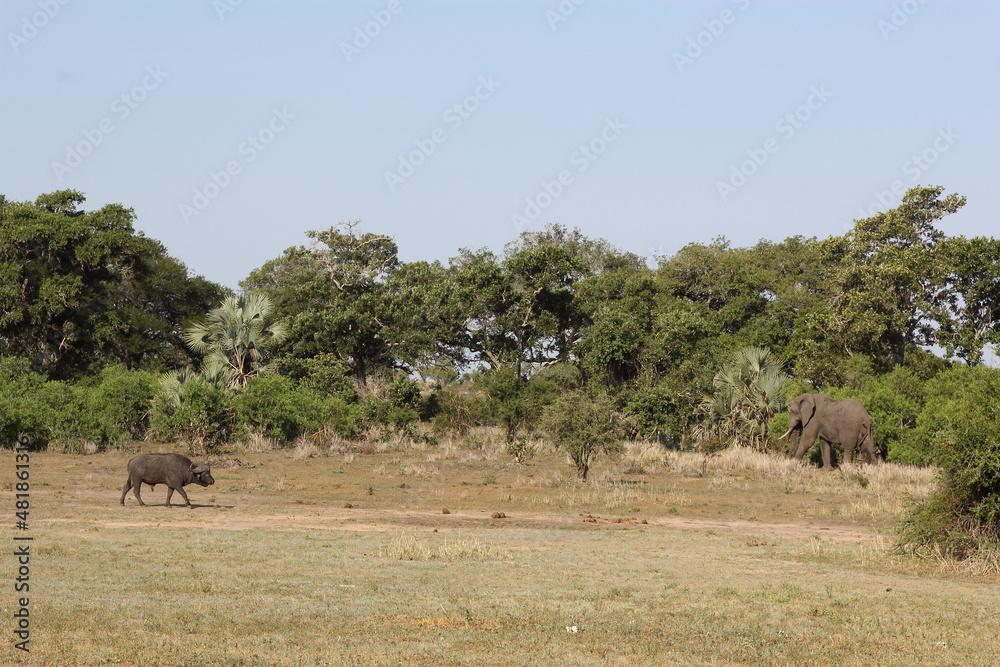 Krüger Park - Afrikanischer Busch / Kruger Park - African bush / Krüger Park - Afrikanischer Busch / Kruger Park - African bush /