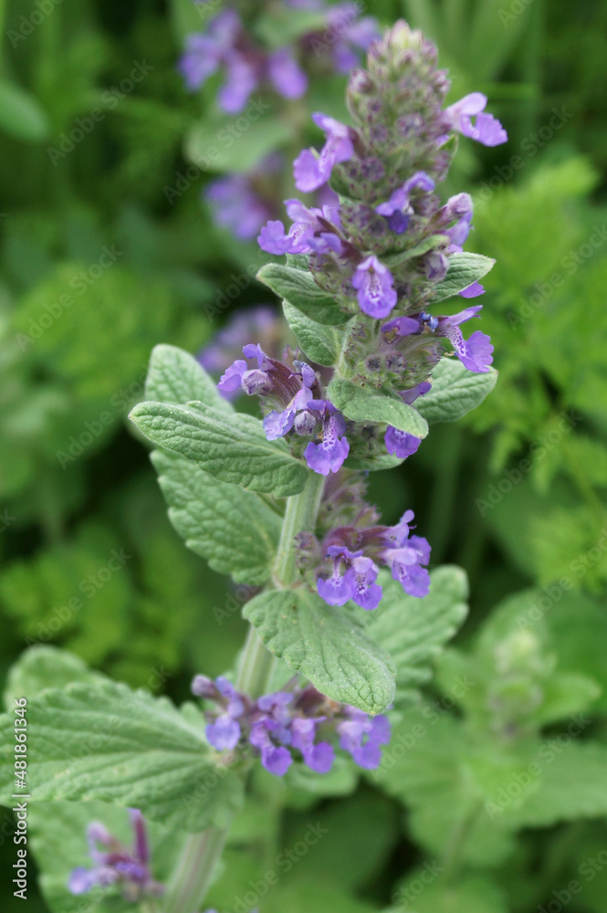 Vertical closeup of the flowers and foliage of 'Purple Haze' catmint (Nepeta 'Purple Haze') Vertical closeup of the flowers and foliage of 'Purple Haze' catmint (Nepeta 'Purple Haze')