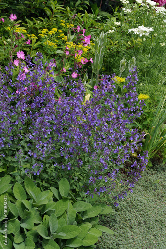 Vertical image of Junior Walker catmint (Nepeta 'Novanepju') in flower in a garden setting
