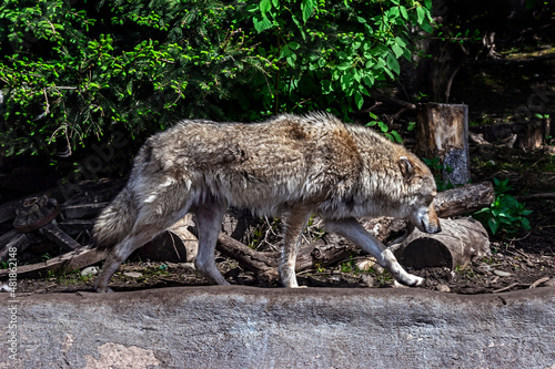 European wolf female. Latin name - Canis lupus 