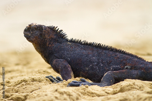 Galapagos Land Iguana Conolophus subcristatus