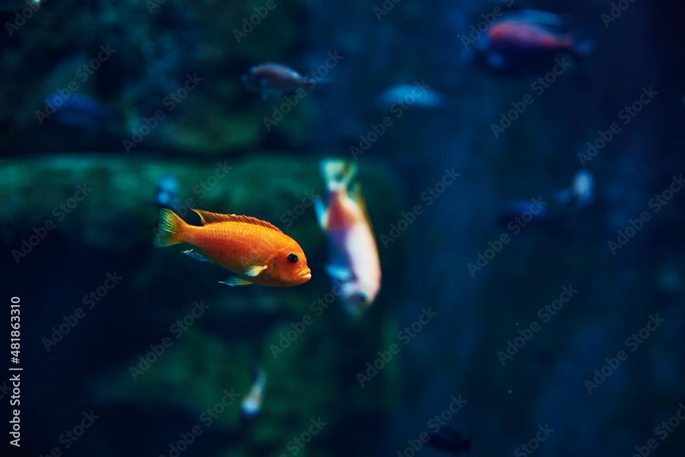 Colorful fishes in the deep under water, sea fish in zoo aquarium, close up