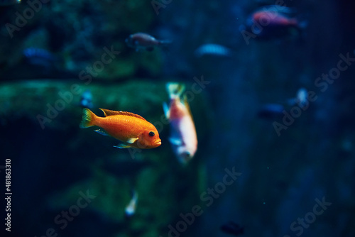 Colorful fishes in the deep under water, sea fish in zoo aquarium, close up