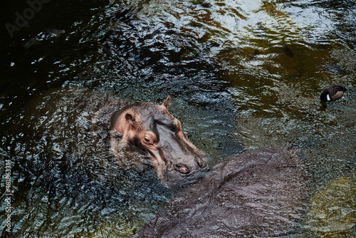 Hippopotamus swims in the river, african hippo animal