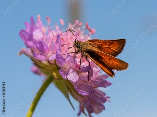 an orange butterfly sits on a purple flower against a blue sky background