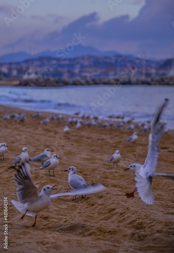 flock of seagulls