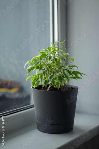 
ficus in a gray pot on the window