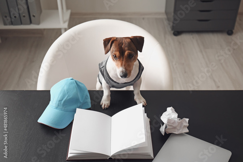 Cute business dog working i...