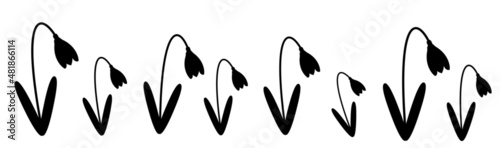 Snowdrops Galanthus flowers in black and white background, Vector