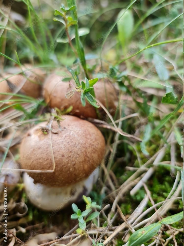 Boletus silvestres Boletus silvestres