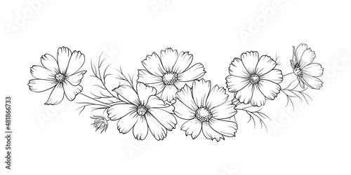Black silhouette of a garland of cosmos flowers. Vector illustration on white background. photo