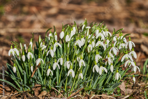 Galanthus or snowdrop is small bell shaped winter flower