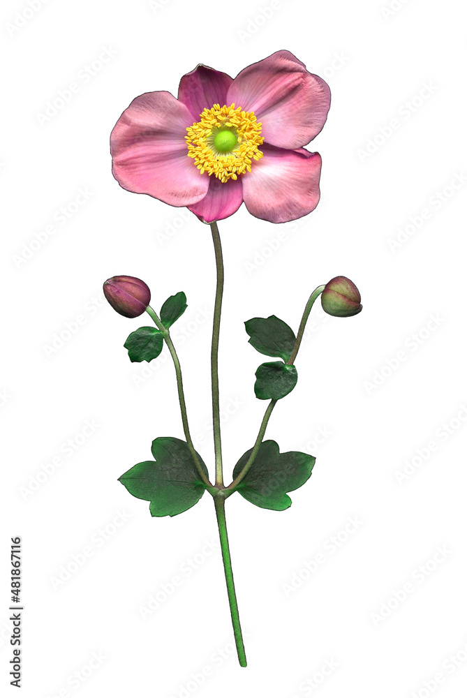 Pink Japanese Anemone Bloom on White Pink Japanese Anemone Bloom on White