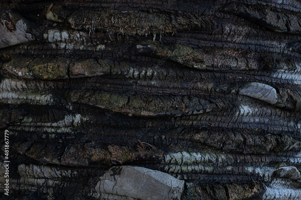 background in the form of a palm tree trunk