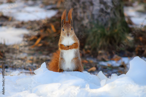 Fototapeta Naklejka Na Ścianę i Meble -  A red squirrel sits on its hind legs in the snow, holds its paws on its chest, looks into the camera. Curious beast feeding squirrels in the park
