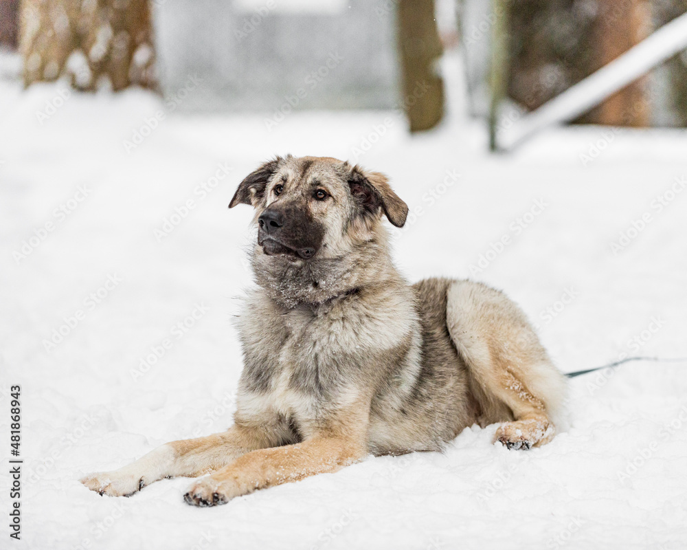 Naklejka premium Dog life