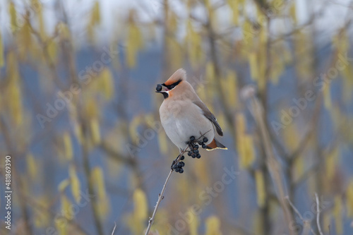 Seidenschwanz (Bombycilla garrulus) photo