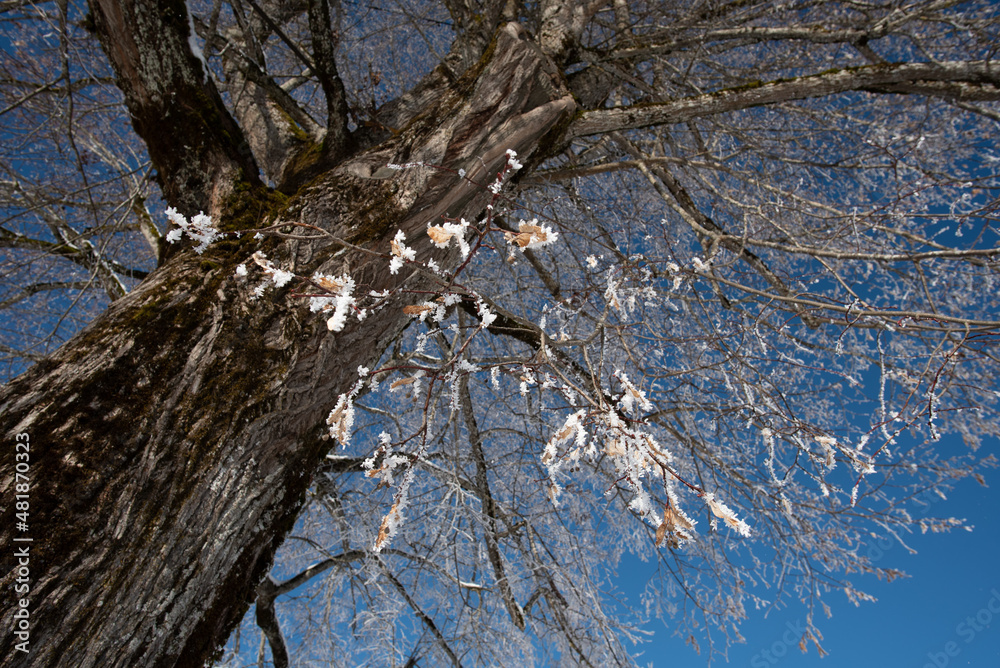 Zweige, Eis, winter, schnee, wald, landschaft, baum, erkältung, natur, himmel, bweiß, frost, Sonne, Licht, Baum, Schatten, Jahreszeit, gefroren, blau, -tannen, jahreszeit, szene, Reit im Winkl, Chiemg Zweige, Eis, winter, schnee, wald, landschaft, baum, erkältung, natur, himmel, bweiß, frost, Sonne, Licht, Baum, Schatten, Jahreszeit, gefroren, blau, -tannen, jahreszeit, szene, Reit im Winkl, Chiemg