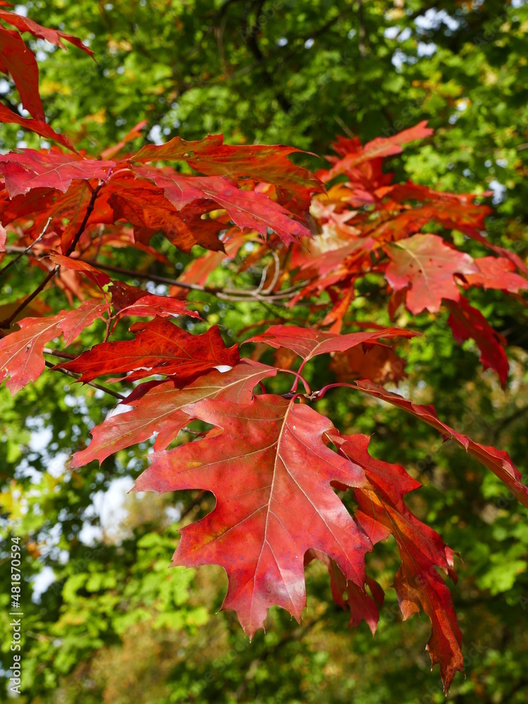 Beautiful: the bright red autumn leaves of an oak