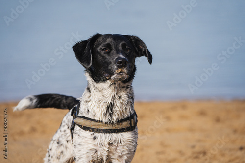 Face portrait of a female mixed dog standing in the beach