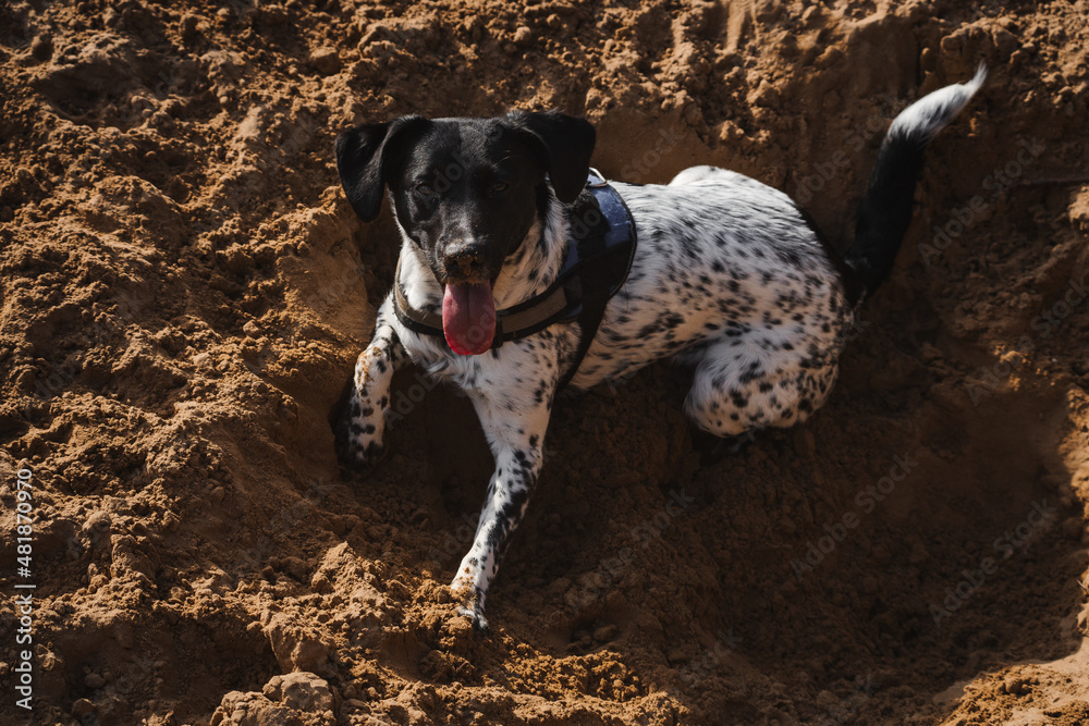 Mixed female dog resting on a hole in the sand