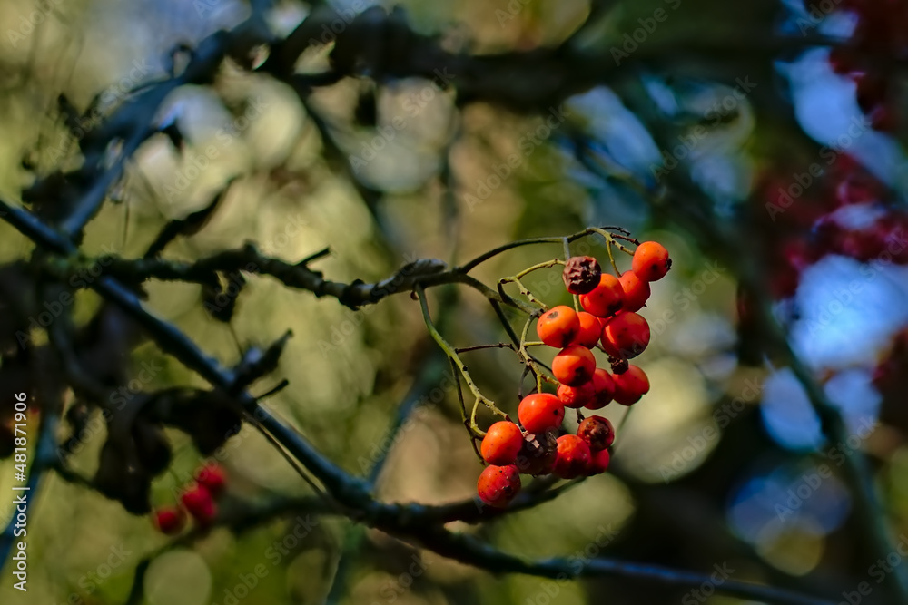 Rowan berries on a twig close up -Sorbus aucuparia Rowan berries on a twig close up -Sorbus aucuparia