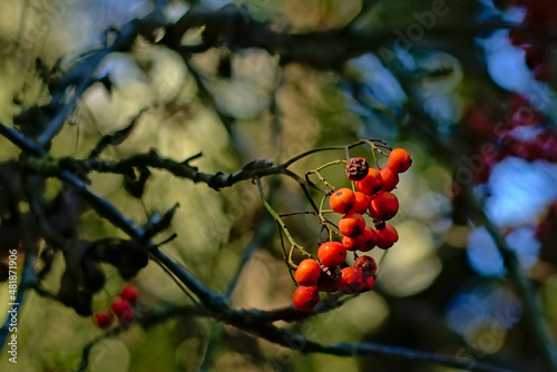Rowan berries on a twig close up -Sorbus aucuparia photo