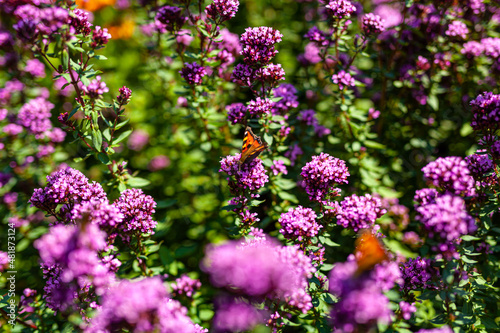 Close up Violet Garden Flowers