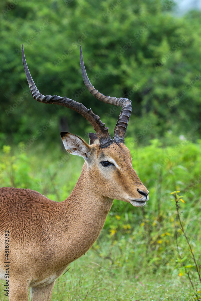 Impala Ram, Kruger National Park