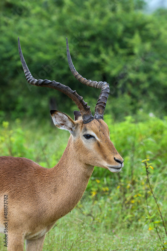 Impala Ram  Kruger National Park