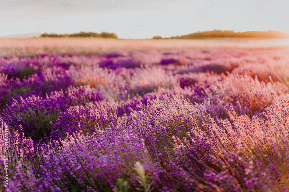 Obraz premium Beautiful Violet Lavender Field Agriculture