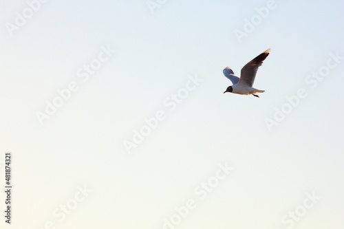 volando sobre el mar esta una gaviota © Sergio Peña y Lillo