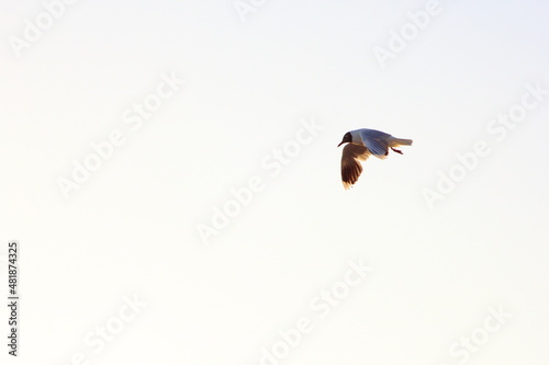 volando sobre el mar esta una gaviota