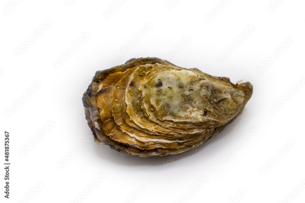 oyster closed isolated on white background oyster closed isolated on white background