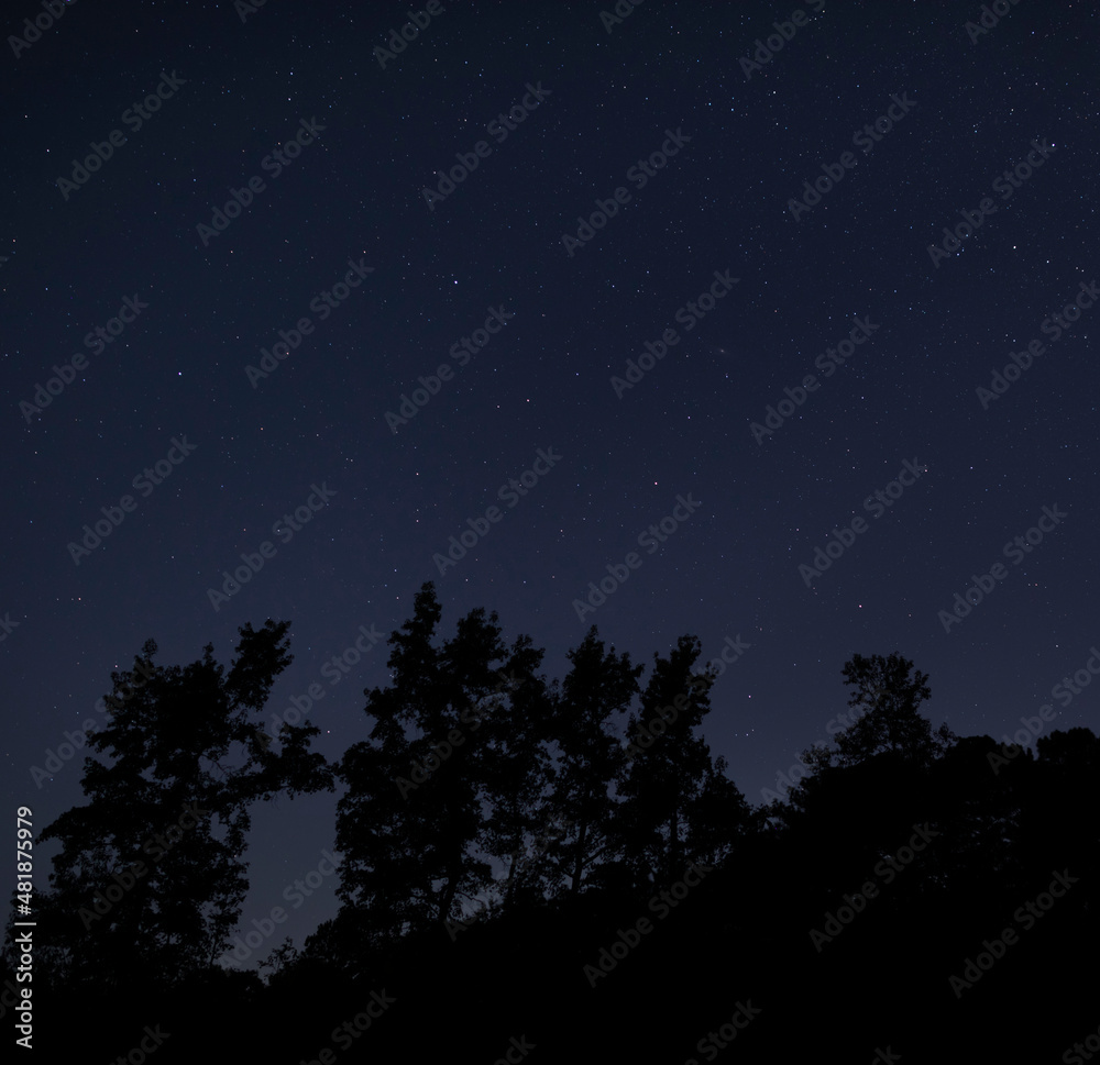 Star filled night with dark forest below Star filled night with dark forest below