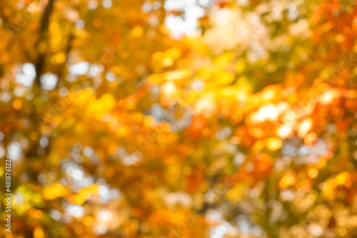 Blurred view of branches with golden leaves in autumn forest