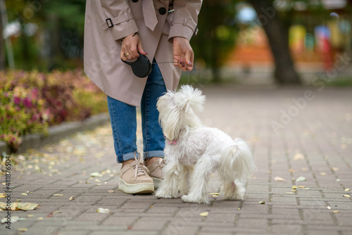 A small white dog walks with a woman owner in a city park.