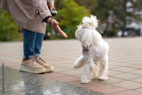 A small white dog walks with a woman owner in a city park.