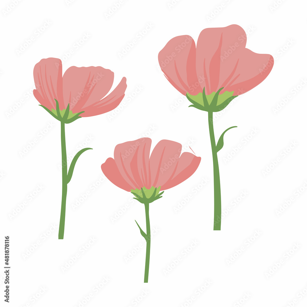 Modern botanical drawing of cosmos flowers in flat simple style. Colored flat vector illustration of wildflower isolated on white background