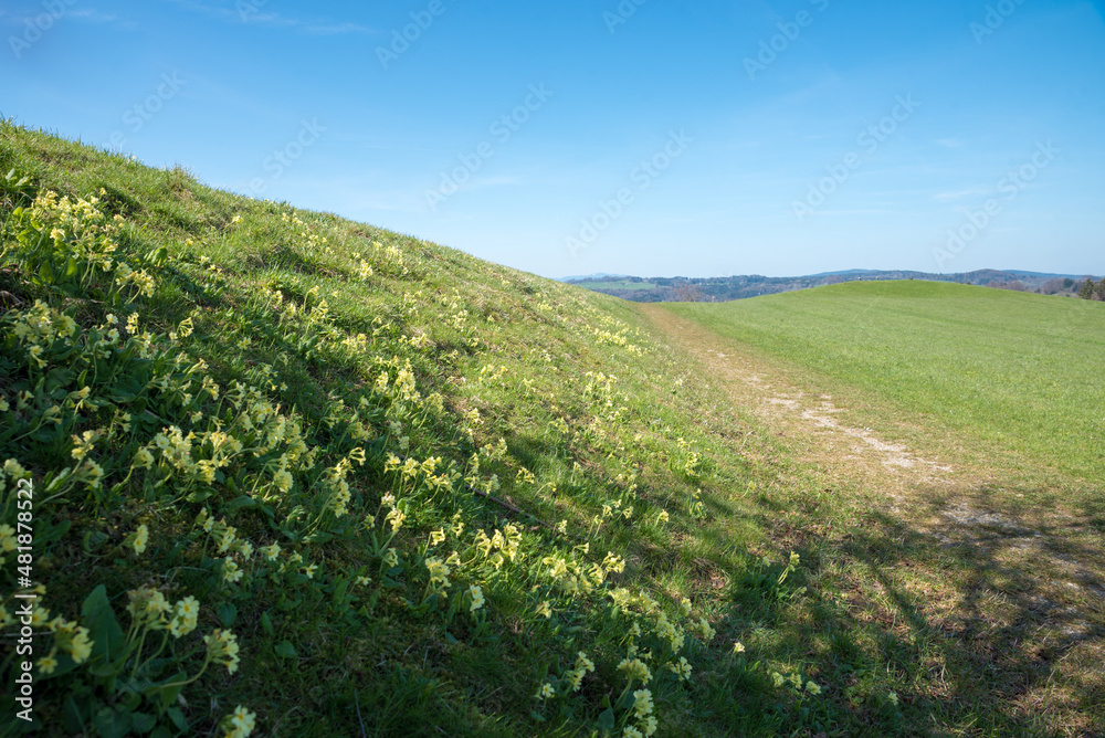 green hill blotched with cowslip flowers, blue sky background with copy space