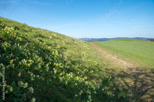 green hill blotched with cowslip flowers  blue sky background with copy space