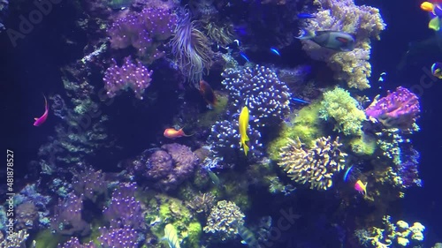 Wallpaper Mural Colorful surgeonfish fishes of sea aquarium with coral reef. Bluespine Unicornfish and Pyramid butterflyfish. Clownfish, Foxface rabbitfish, and Yellowfin Tang. Fishes of Maldives, Africa and Hawaii. Torontodigital.ca