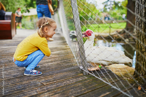Adorable little girl playing with ducks at farm or in a zoo