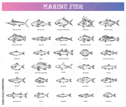 Fototapeta Naklejka Na Ścianę i Meble -  Saltwater fish set. Types marine and ocean fish