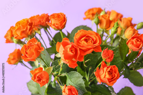 Bouquet of beautiful orange roses on purple background